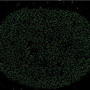 Abberior - STAR RED ��ɫ��(bi��o)��(zh��n)Ƭ