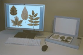 WinFOLIA ����;�~��e�x