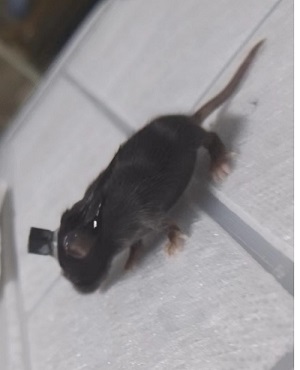 �������X���̖�ɼ�