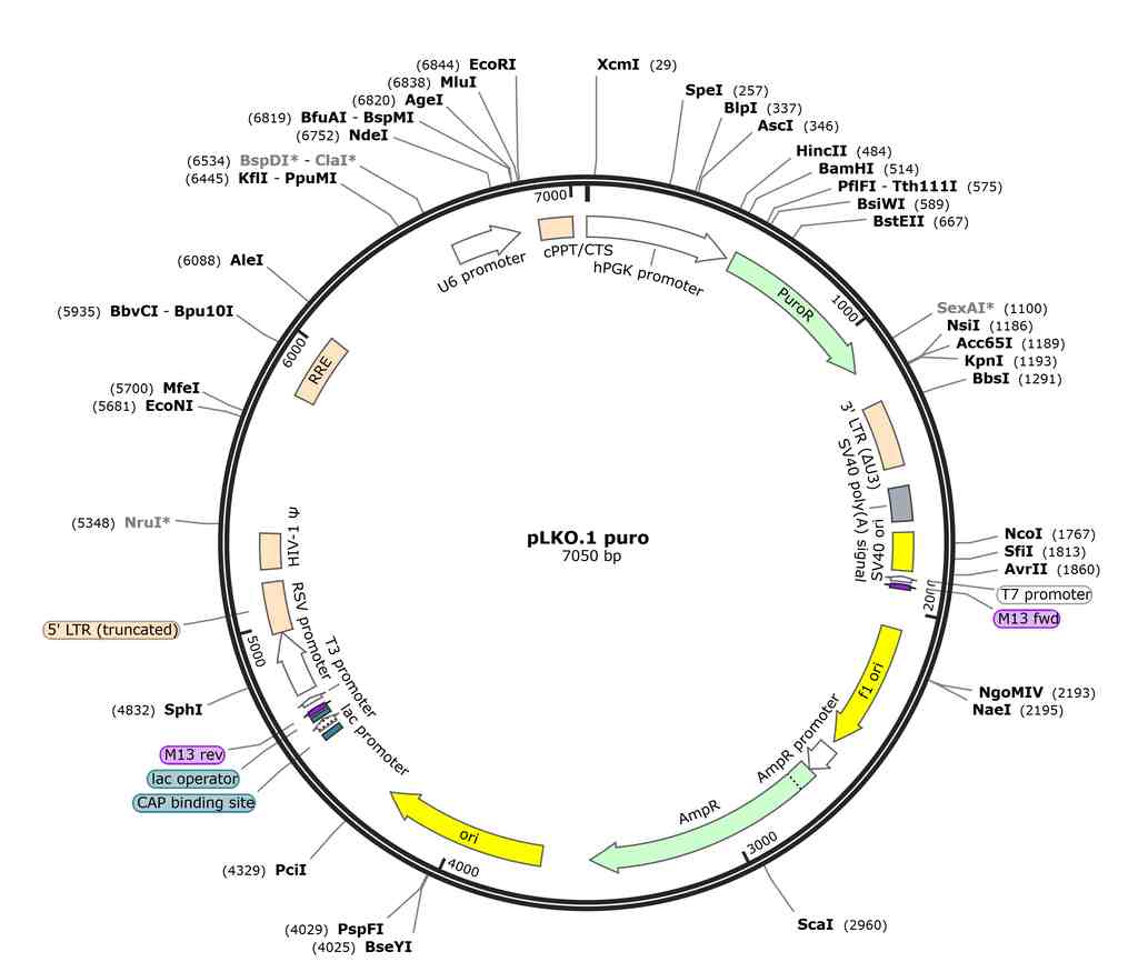 pLKO.1 puro �������D(zhu��n)���d�w�|(zh��)�� shRNA�ó�