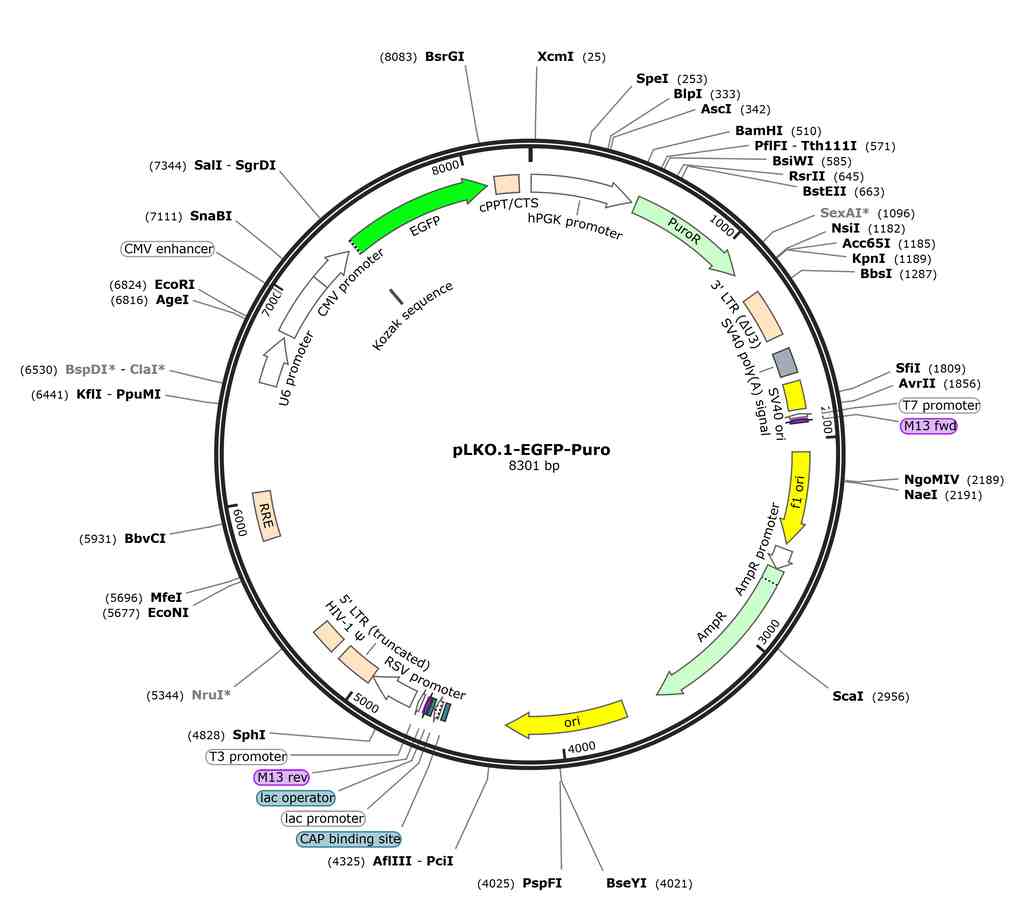 pLKO.1-EGFP-Puro�������D(zhu��n)���d�w�|(zh��)��shRNA
