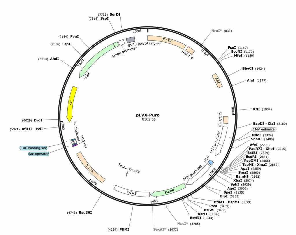pLVX-Puro�������D(zhu��n)���d�w�|(zh��)��shRNA�^���_