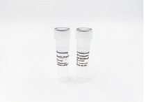 erk 1/2 ��phospho Thr202/Y204����pAb