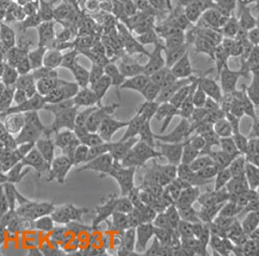 293T��HEK-293T�������I����