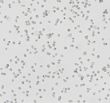 Ramos (RA 1)����B�ܰͼ���������