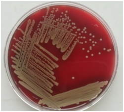 ���Sɫ�������