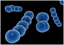 ��Ѫ������