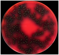 ������˹�ؾ�