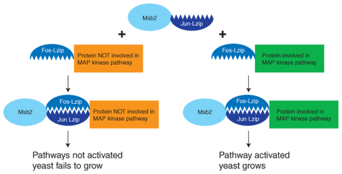 ��ĸ�p�s��