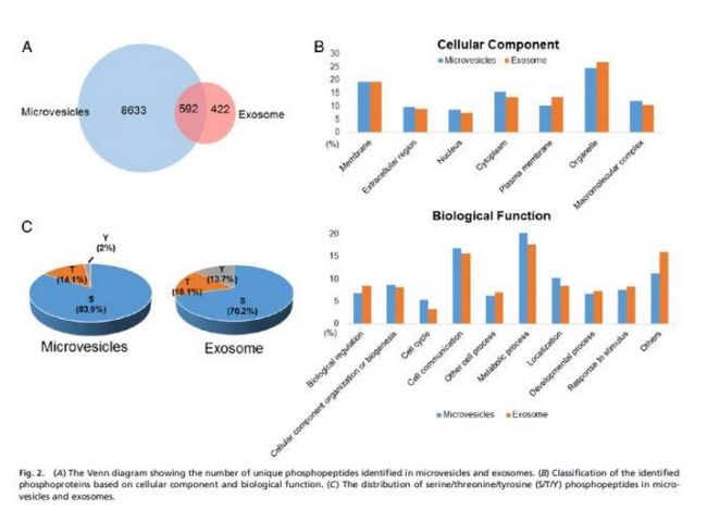 �п�������