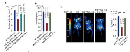 �з���HK2��SLC2A1������C
