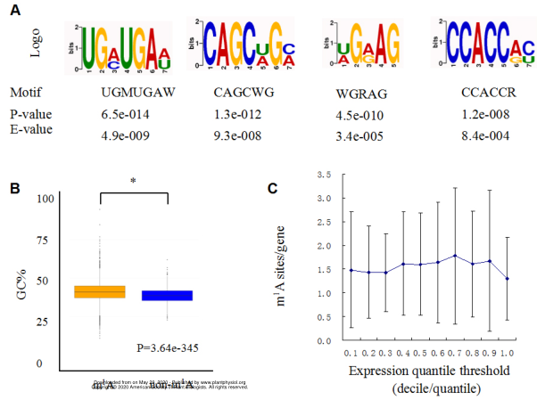 ����ţm1A���motif���кͽY(ji��)��(g��u)����