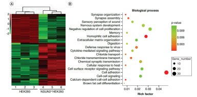 NSUN2��(du��)mRNA�ı��_(d��)ˮƽ��Ӱ�