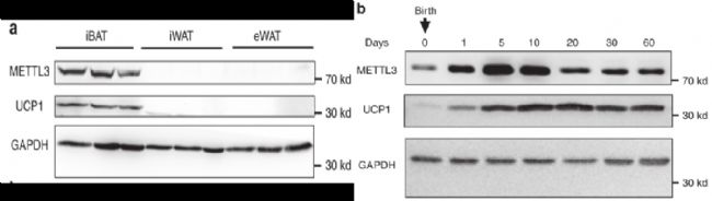 METTL3和UCP1在不同組織和發(fā)育過程中的表達(dá)