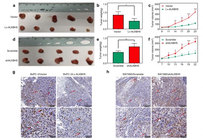 ALKBH5�� ������ai������ֳ���w�ƺ����u