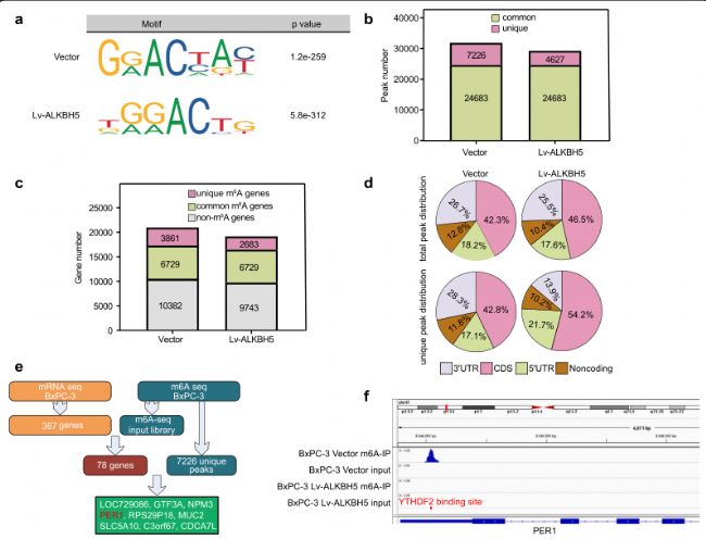 ALKBH5������PER1�{(di��o)������ai����