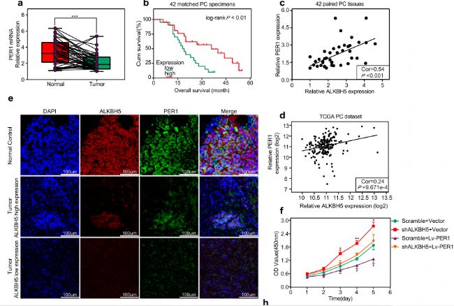 PER1�� ������ai����