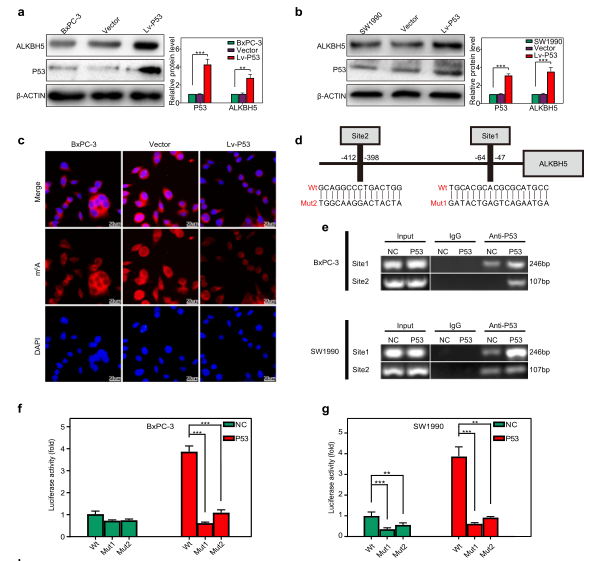 PER1�T���֏�P53���_����ALKBH5�D(zhu��n)�