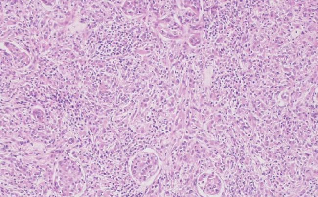 奧林巴斯CX33顯微鏡的使用方法