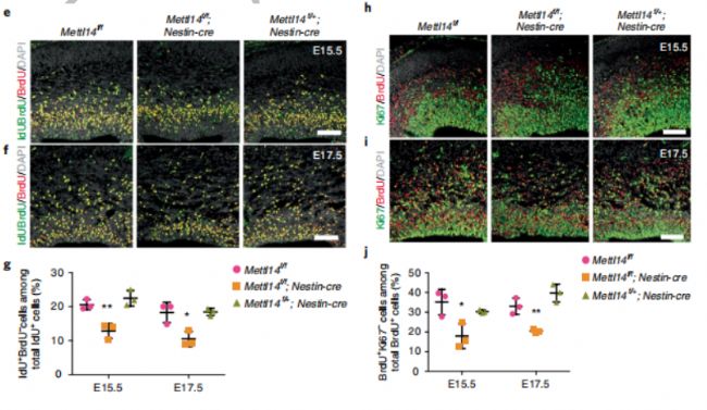 Mettl14-cKOС����XƤ��RGC�صĴ�С�p�ٲ����M(j��n)��(j��ng)�ɼ�(x��)���ֻ�
