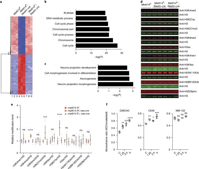 RNA-seq�����ó�Mettl14��(d��o)�½M���������ȫ����M������(n��i)�l(f��)����׃���Ķ�Ӱ푻�����_(d��)