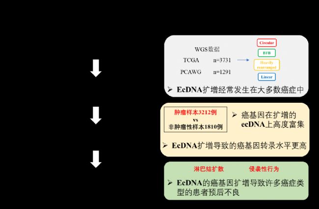 ������ai�Y����M�W(xu��)�͏V ���Ļ���Ⱥ�w������֮�g����(li��n)ϵ���l(f��)�F(xi��n)���ai�Y��ecDNA�M(j��n)���\����� ���ĝ�����