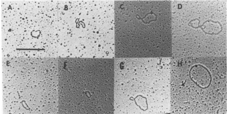 小鼠心臟多分布的小環(huán)狀DNA重復(fù)序列簇的堅(jiān)定:與年齡研究相關(guān)