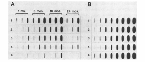 小鼠心臟多分布的小環(huán)狀DNA重復(fù)序列簇的堅(jiān)定:與年齡研究相關(guān)