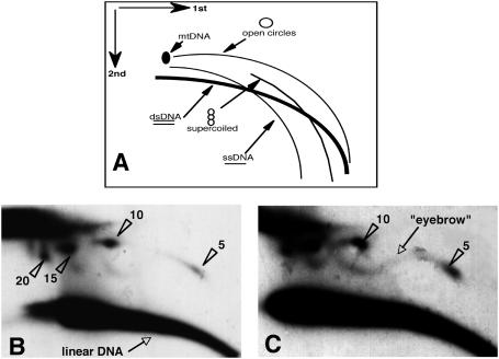 果蠅中串聯(lián)重復(fù)基因的滾環(huán)復(fù)制機(jī)理