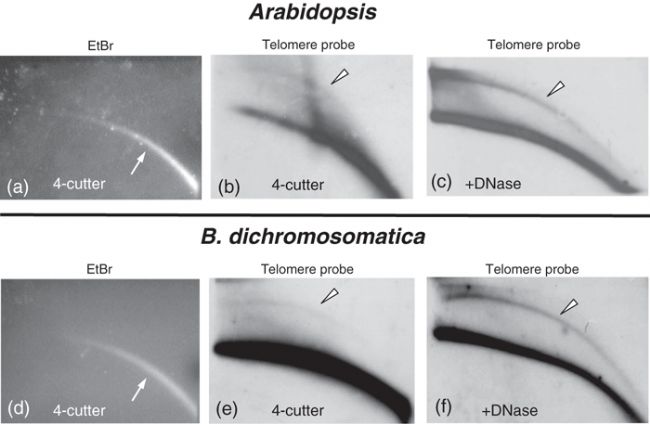 Ⱦɫ�w��h(hu��n)��DNA��Դ��ֲ�����M���M�Ͻ�Ͷ�ë�գ��Ĵ�(li��n)�؏�(f��)����