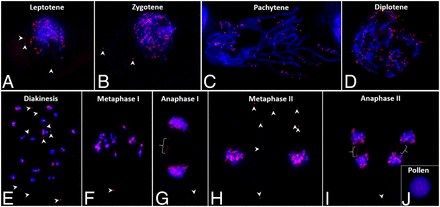 基于染色體外環(huán)狀DNA的作物棕櫚莧除草劑抗性基因擴(kuò)增和傳遞研究