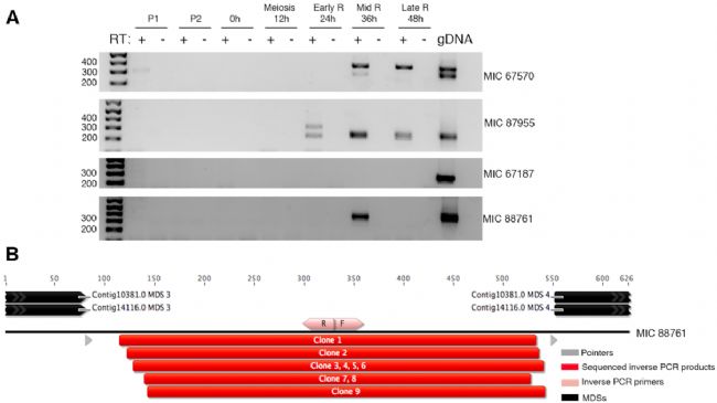 �ڼ�ë�x���򻯵Ļ���M�������γ��˾����D(zhu��n)䛻��Ե�Ⱦɫ�w��h(hu��n)��DNA