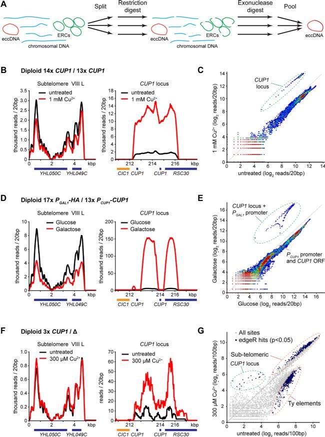 ��ĸ���ϻ��^�����D(zhu��n)��T��(d��o)��Ⱦɫ�w��h(hu��n)��DNA���γ�
