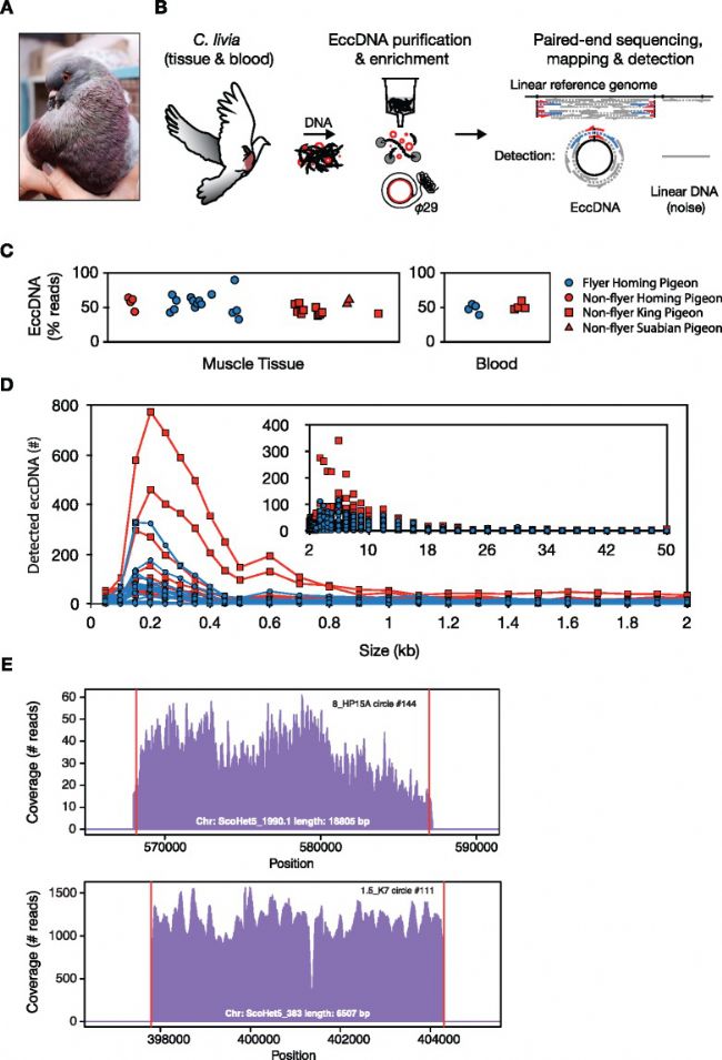��Դ��Ⱦɫ�w�ĭh(hu��n)��DNA�����ӵĻ���M�������M�еĳ��S�C(j��)�ֲ�
