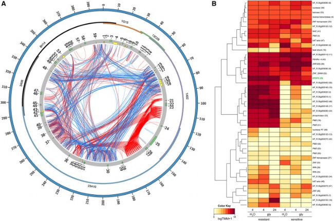eccDNA��(f��)����ʹ���{���п��ݸ�좿���