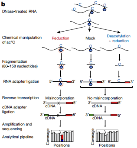 ac4C-seq流程的示意圖