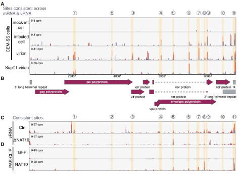 依賴于NAT10的ac4C沉積在HIV-1 RNA的多個位置