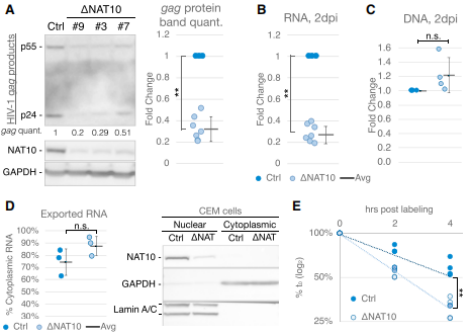 NAT10敲除影響對HIV-1轉(zhuǎn)錄本穩(wěn)定性