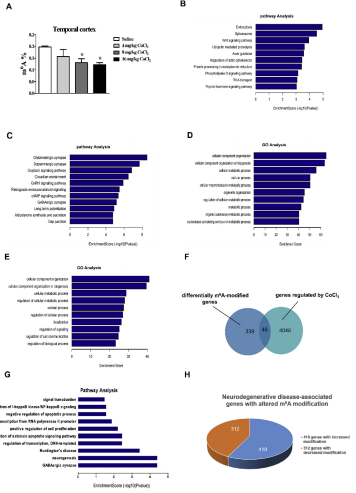 ��3��CoCl2�����˴��XƤ�ӻ���m6A��ĸ�׃