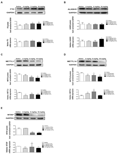 ��4��CoCl2�T�����XƤ����m6A��ͻ�����_׃���C��