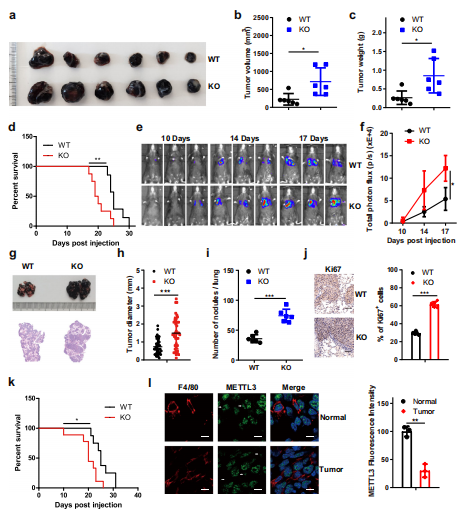 ��1�������خ��Ե�Mettl3ȱʧ���M(j��n)�[�����L(zh��ng)���D(zhu��n)����