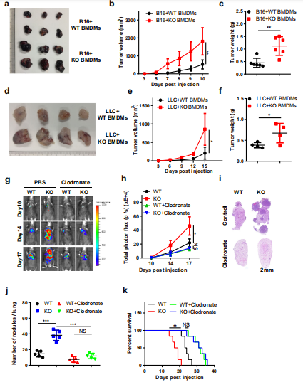 ��1�������خ��Ե�Mettl3ȱʧ���M(j��n)�[�����L(zh��ng)���D(zhu��n)����