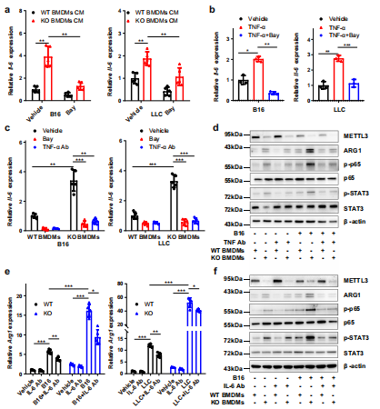 ��5��METTL3��ȱʧ��(hu��)�p��YTHDF1�錧(d��o)��SPRED2���g��