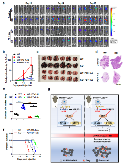 ��6����ϵ��(x��)����Mettl3��ȱʧ��(hu��)�p��PD-1����ί�B16��ɫ�����į�Ч��