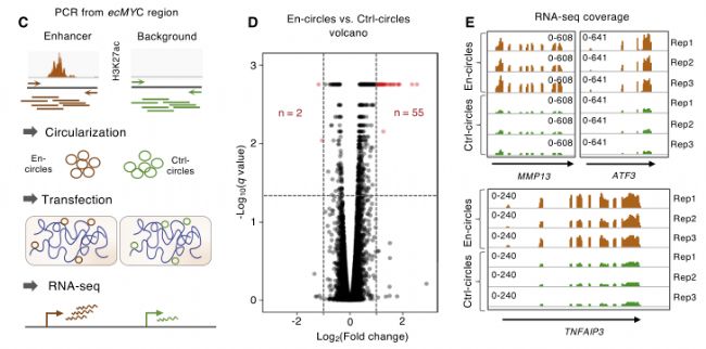 4. ecDNAˮƽ��׃����D(zhu��n)��{(di��o)�خ���