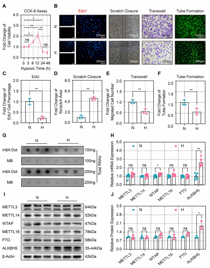 ��1��ȱ���p��Ѫ��������������CMECs�����{(di��o)ALKBH5�ı��_(d��)