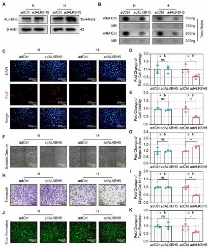 ��2��ALKBH5�^���_(d��)������ȱ���T��(d��o)��CMECs�����ϵK