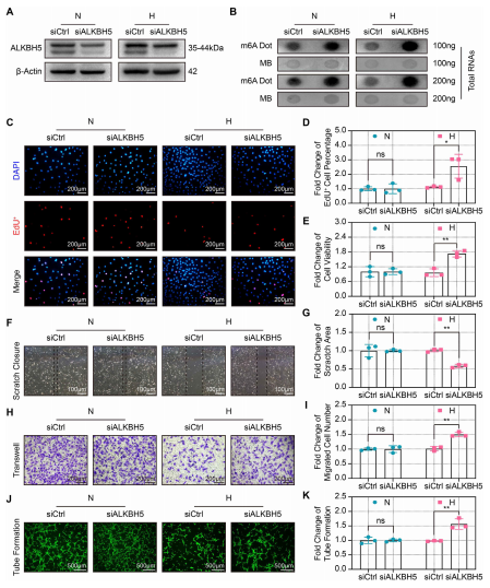 ��3��ALKBH5���{(di��o)�ɜp�pȱ���T��(d��o)��CMECs�����ϵK