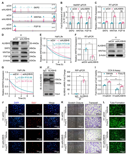 ��5��ALKBH5�{(di��o)��WNT5A mRNA�ķ�(w��n)���Ժ�˥�p