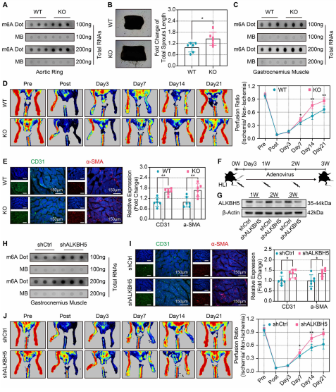 ��7��ALKBH5�����ó����ٲ������Ʊ��_(d��)������Ѫ��������������ȱѪ�p�����Ѫ���֏�(f��)